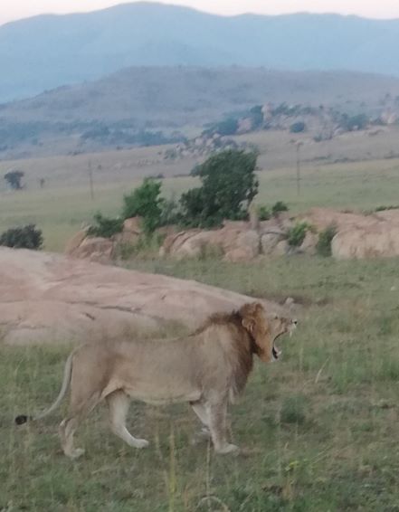 This image has an empty alt attribute; its file name is LION.jpg